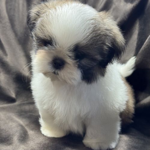 Teddy, mâle type shih tzu fauve et blanc #4