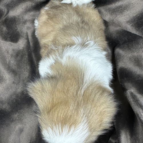 Teddy, mâle type shih tzu fauve et blanc #5