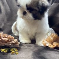 Teddy, mâle type shih tzu fauve et blanc #1