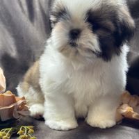Teddy, mâle type shih tzu fauve et blanc #2