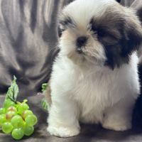 Teddy, mâle type shih tzu fauve et blanc #0