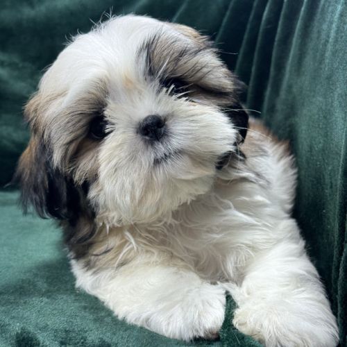 Bonny, femelle shihtzu fauve et blanc lof #1