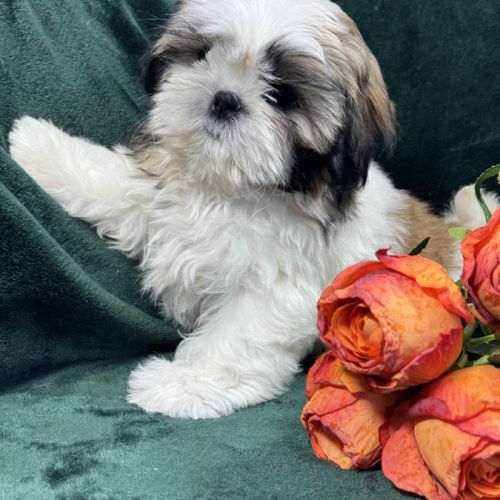Bonny, femelle shihtzu fauve et blanc lof #2