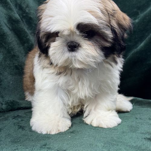 Bonny, femelle shihtzu fauve et blanc lof