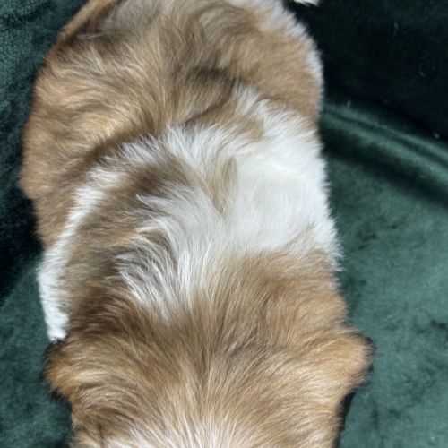 Bonny, femelle shihtzu fauve et blanc lof #5