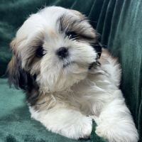 Bonny, femelle shihtzu fauve et blanc lof #1