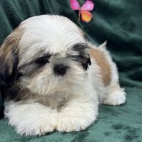 Bonny, femelle shihtzu fauve et blanc lof #3