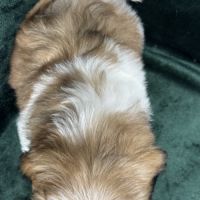Bonny, femelle shihtzu fauve et blanc lof #5