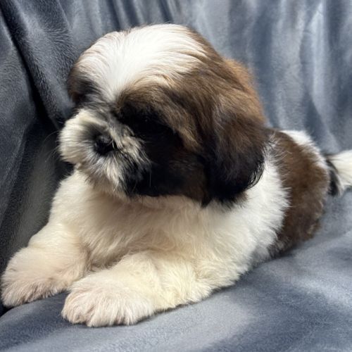 Boris, mâle type shih tzu fauve et blanc #1