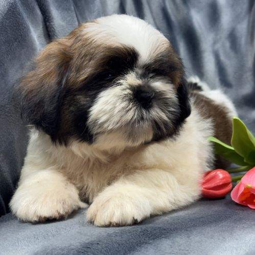 Boris, mâle type shih tzu fauve et blanc #4
