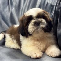 Boris, mâle type shih tzu fauve et blanc #0