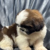 Boris, mâle type shih tzu fauve et blanc #3