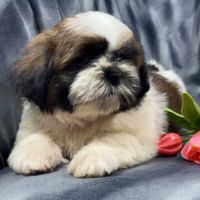 Boris, mâle type shih tzu fauve et blanc #4