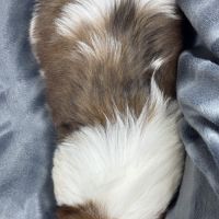 Boris, mâle type shih tzu fauve et blanc #5