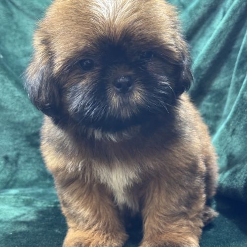Billy, mâle type shih tzu fauve uni #0