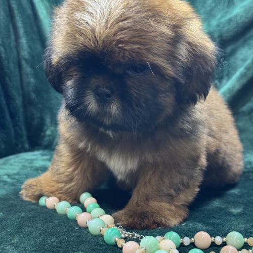 Billy, mâle type shih tzu fauve uni #2