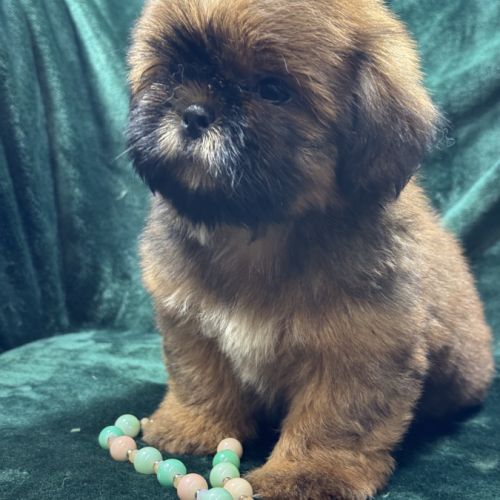 Billy, mâle type shih tzu fauve uni #3
