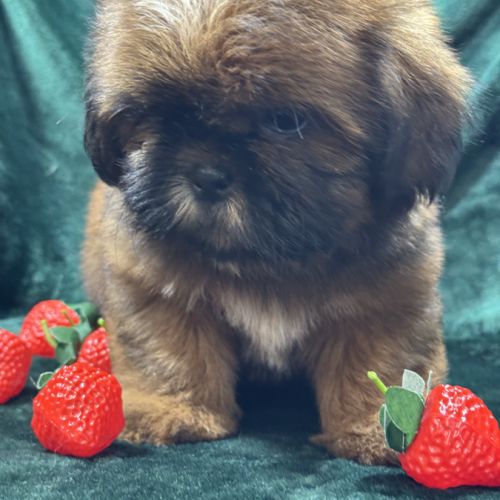 Billy, mâle type shih tzu fauve uni #4