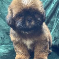 Billy, mâle type shih tzu fauve uni