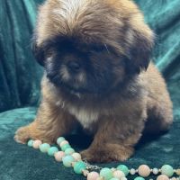 Billy, mâle type shih tzu fauve uni #2