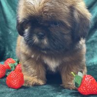 Billy, mâle type shih tzu fauve uni #4