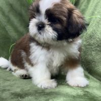 Bowie, mâle type shih tzu fauve et blanc #1