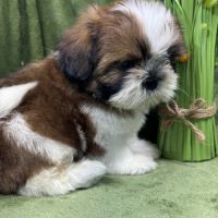 Bowie, mâle type shih tzu fauve et blanc #2