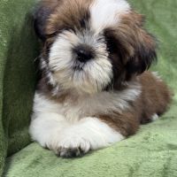 Bowie, mâle type shih tzu fauve et blanc #3