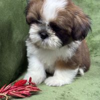 Bowie, mâle type shih tzu fauve et blanc