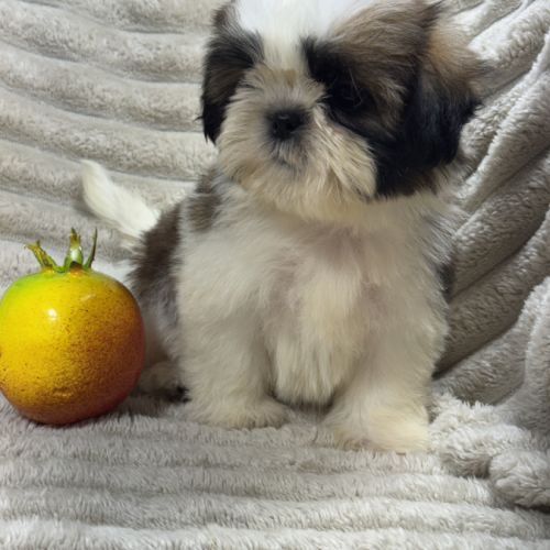 Belle, superbe femelle type shihtzu fauve et blanc #1