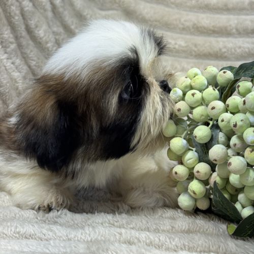Belle, superbe femelle type shihtzu fauve et blanc #3