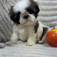 Belle, superbe femelle type shihtzu fauve et blanc