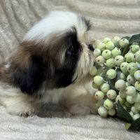 Belle, superbe femelle type shihtzu fauve et blanc #3