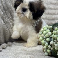 Belle, superbe femelle type shihtzu fauve et blanc #4