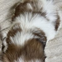 Belle, superbe femelle type shihtzu fauve et blanc #5