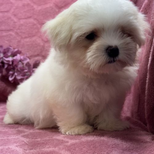 Beverly, femelle bichon maltais naine lof #1