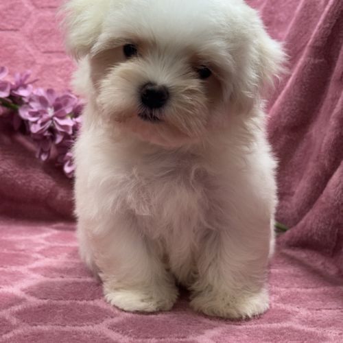 Beverly, femelle bichon maltais naine lof