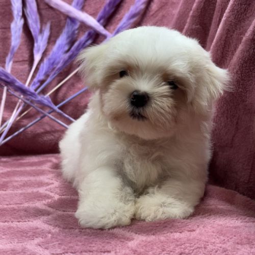 Beverly, femelle bichon maltais naine lof #3