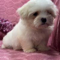 Beverly, femelle bichon maltais naine lof #1