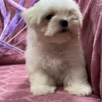 Beverly, femelle bichon maltais naine lof #4