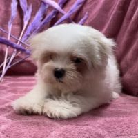 Beverly, femelle bichon maltais naine lof #5