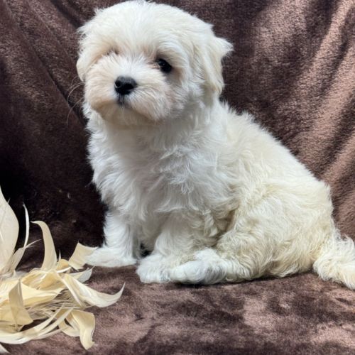 Britney, femelle bichon maltais naine, lof #1