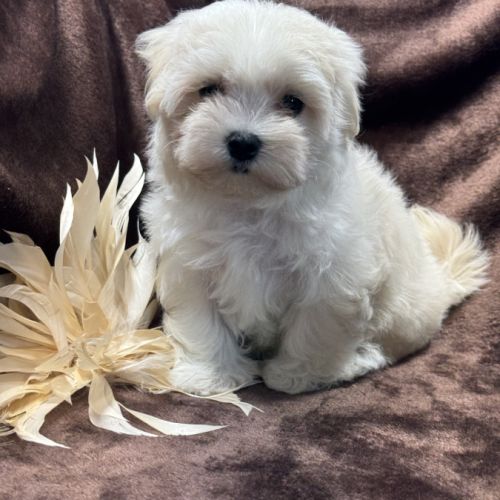 Britney, femelle bichon maltais naine, lof #3