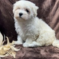 Britney, femelle bichon maltais naine, lof #1