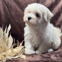 Britney, femelle bichon maltais naine, lof #2
