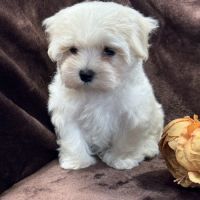 Britney, femelle bichon maltais naine, lof #0