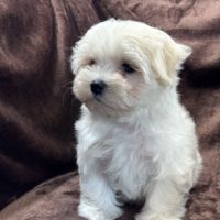 Britney, femelle bichon maltais naine, lof #5