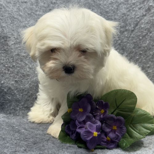 Berny, mâle bichon maltais nain, lof #2