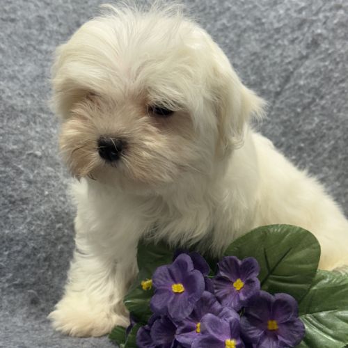 Berny, mâle bichon maltais nain, lof