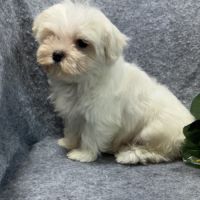 Berny, mâle bichon maltais nain, lof #1